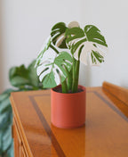 Sous-verres Monstera magnétiques, fausse plante imprimée en 3D, décoration de table, personnalisable, ForgeCore